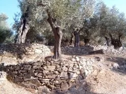 Jordan Olivenöl Kanister Nativ Extra 12 Jordan Olivenöl Kanister Nativ Extra -Küchenorganisation Verkäufe Olivenhain 1 l 1