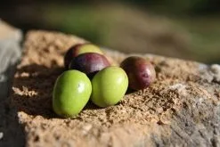 Jordan Olivenöl Kanister Nativ Extra 10 Jordan Olivenöl Kanister Nativ Extra -Küchenorganisation Verkäufe oliven closeup2 jordan olivenoel 1